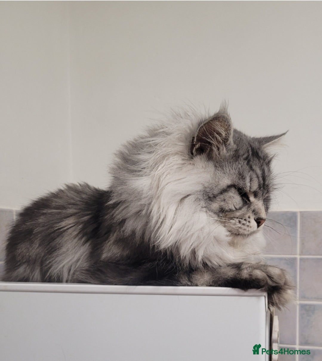 Maine Coon cats Beautiful proven stud in Newport - Advert 9