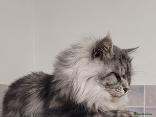 Maine Coon cats Beautiful proven stud in Newport - Advert 6