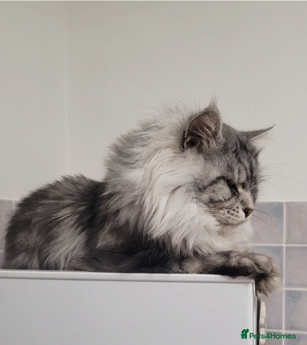 Maine Coon cats for stud: Beautiful proven stud in Newport - Advert 1