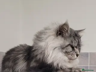 Maine Coon cats Beautiful proven stud in Newport - Advert 7