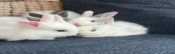 Lionhead rabbits for sale: Meet our gorgeous kits!  in Peterlee - Advert 11