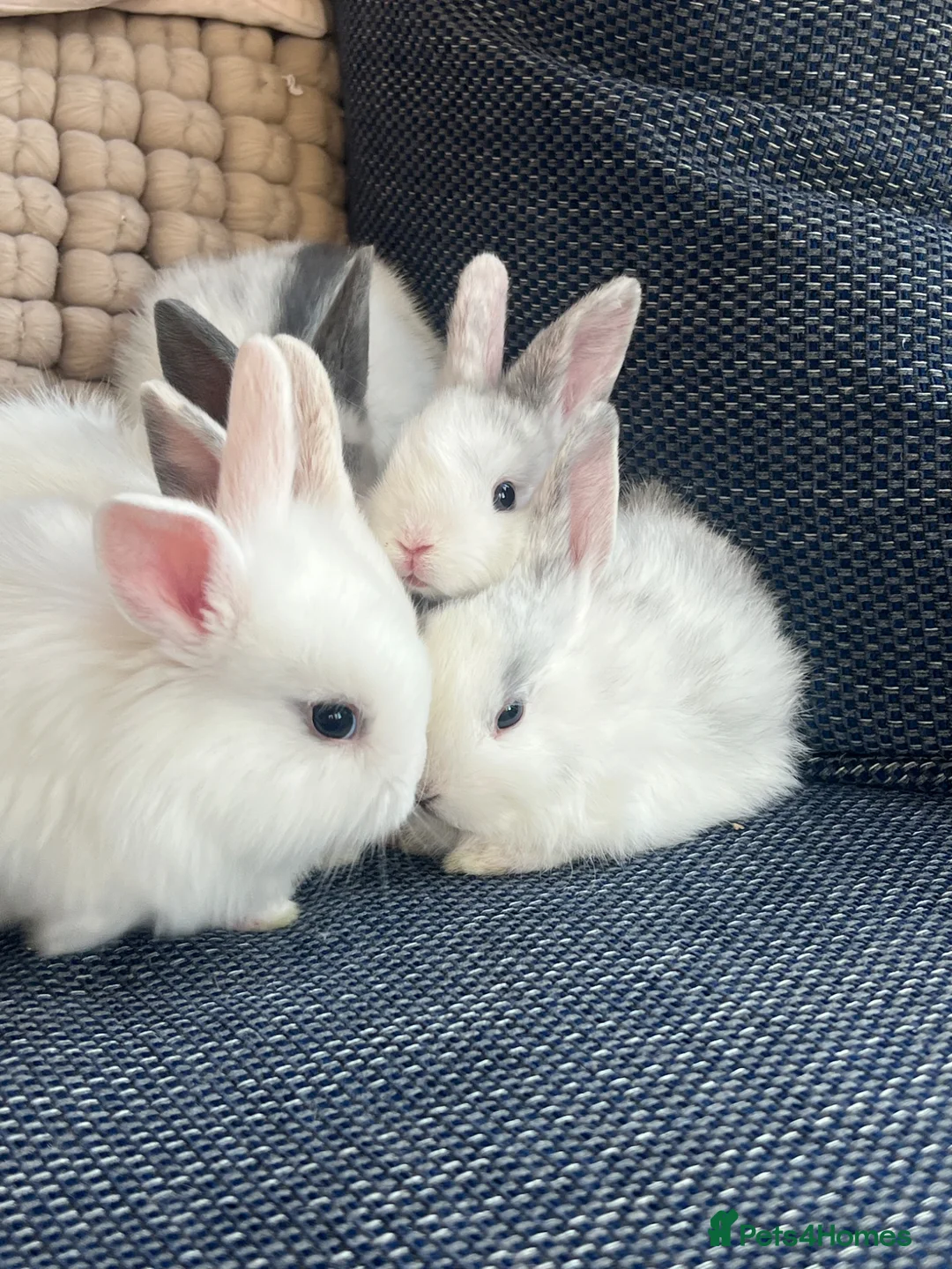 Lionhead rabbits for sale: Meet our gorgeous kits!  in Peterlee - Advert 11