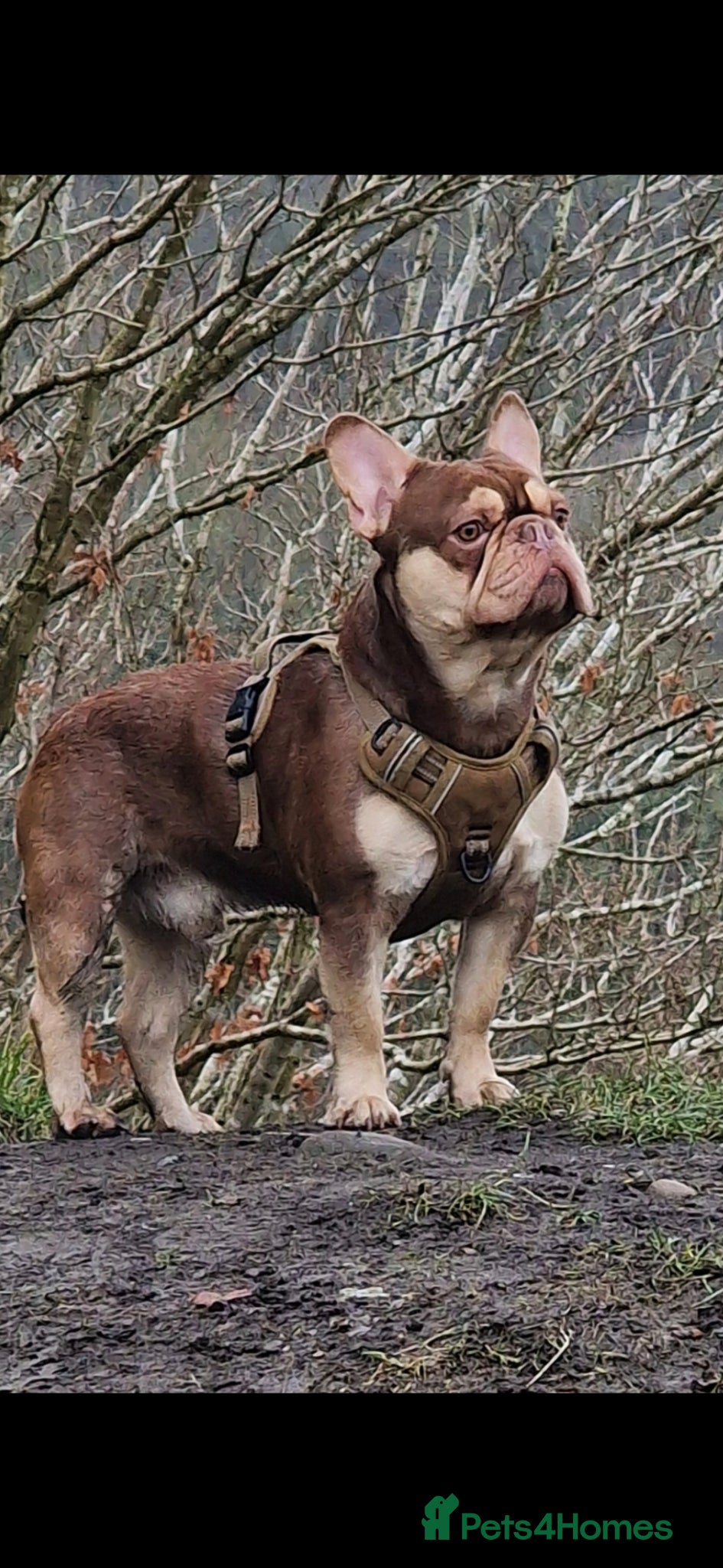 French Bulldog dogs for stud: Rocco for Stud Isabella and Tan carrying fluffy in Chester-le-Street - Advert 4