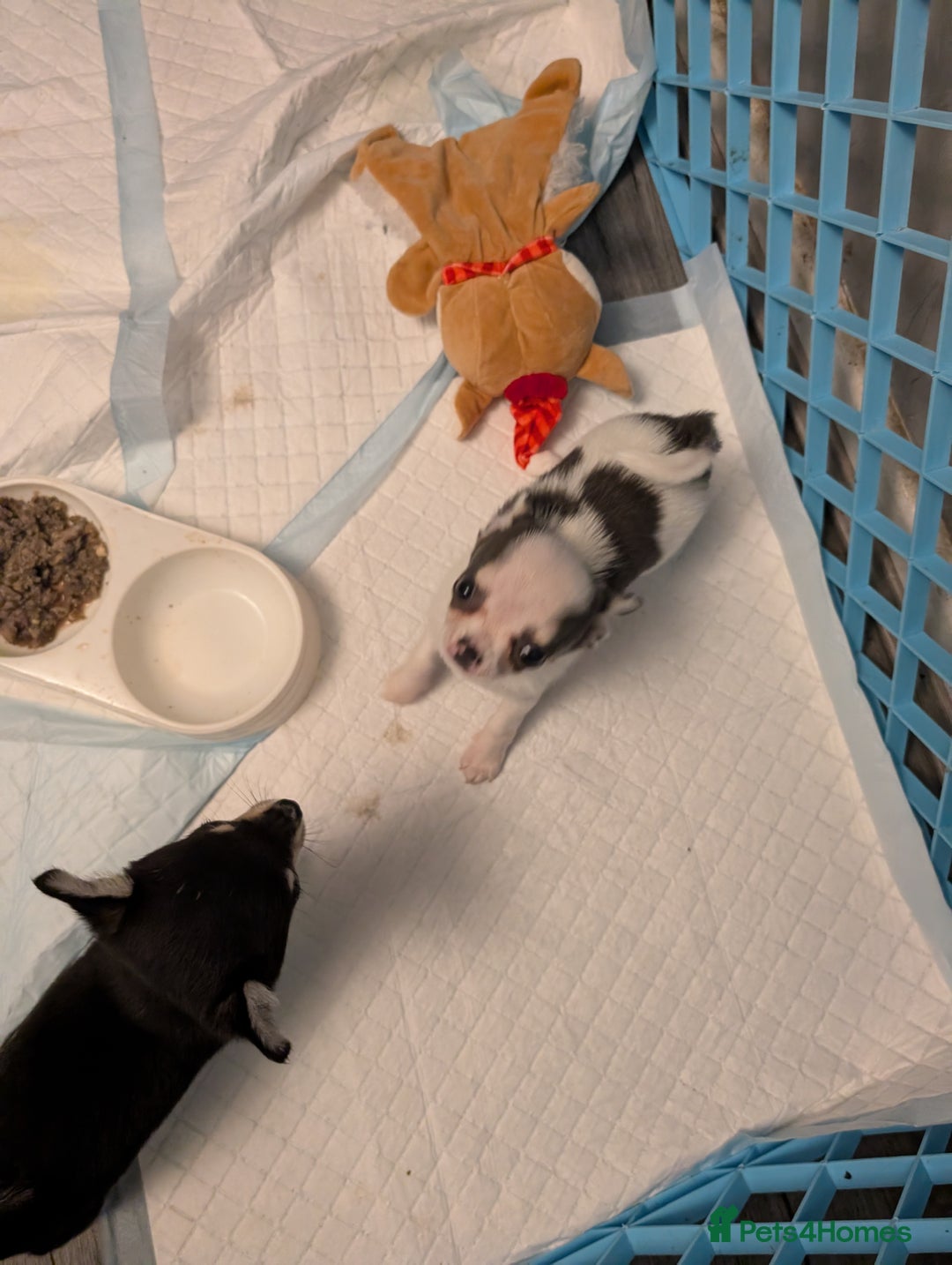 Chihuahua dogs for sale: Show potential smooth coat Chihuahuas  - Advert 5