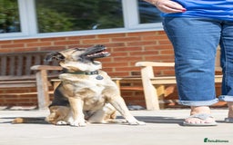 Mixed Breed dogs for adoption: Super Shelby - Image 14