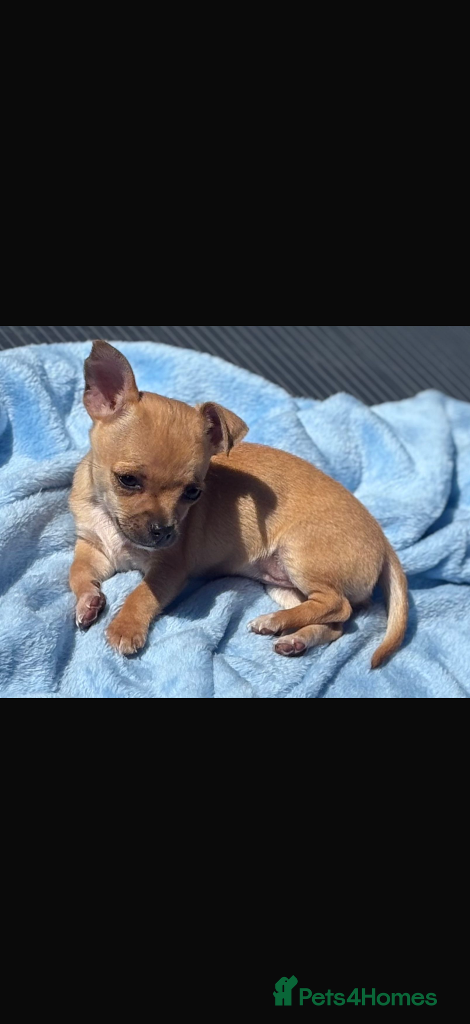 Chihuahua dogs Adorable Chiuaua pups  - Advert 10