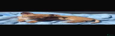 Chihuahua Puppy 2