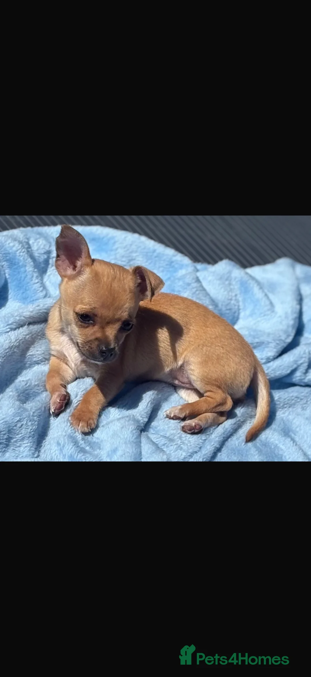 Chihuahua dogs for sale: Adorable Chiuaua pups  - Advert 1