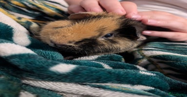 Guinea Pig rodents - Advert 3