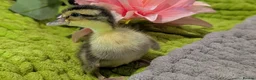 Ducks poultry for sale: Our gorgeous little ducklings have arrived! 🥰🐣 - Advert 14