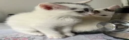 Mixed Breed cats for sale: 6 Lovely kittens for sale  - Advert 28