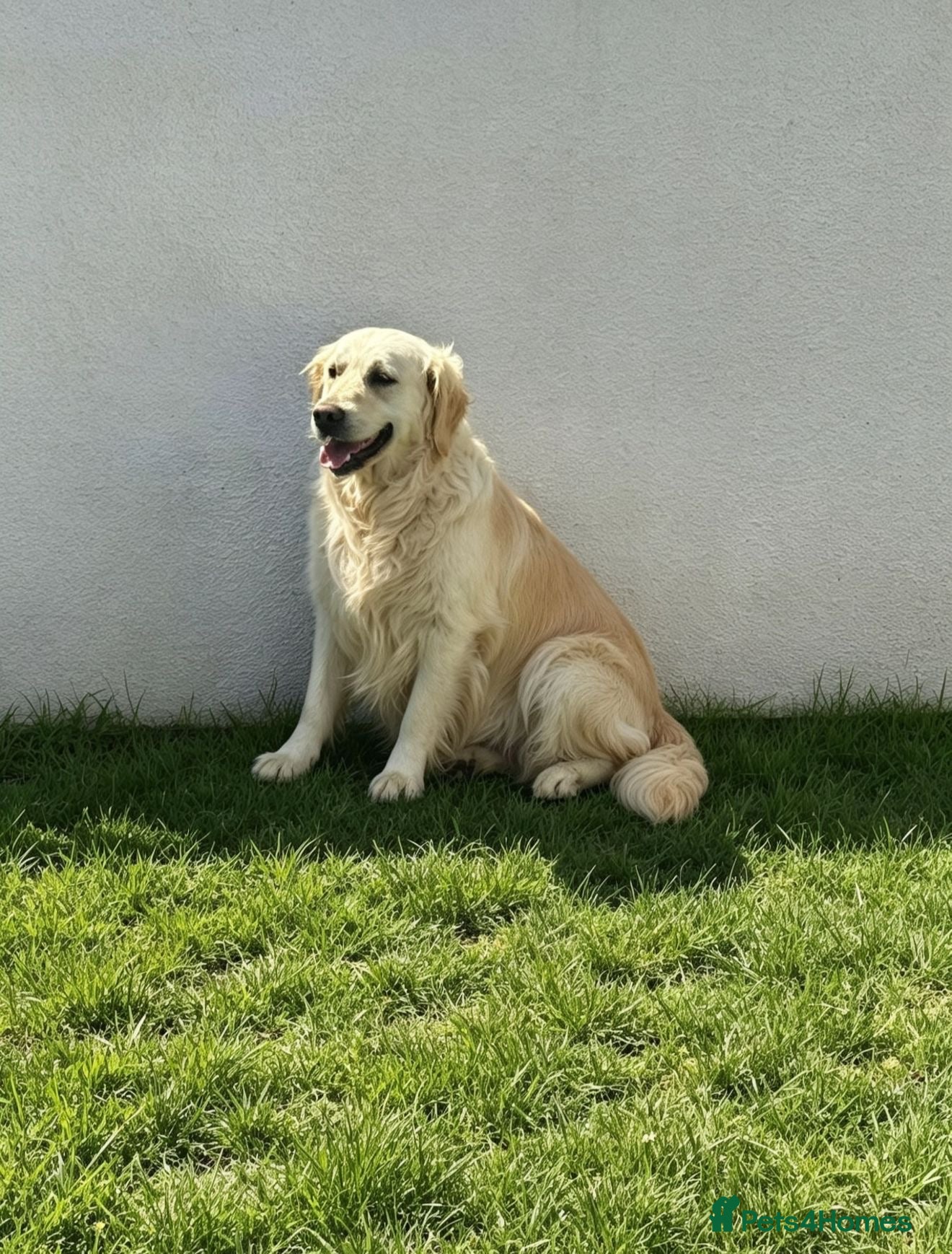 Golden Retriever dogs Cream female  - Advert 1
