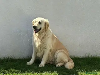 Golden Retriever dogs for sale: Cream female - Advert 1