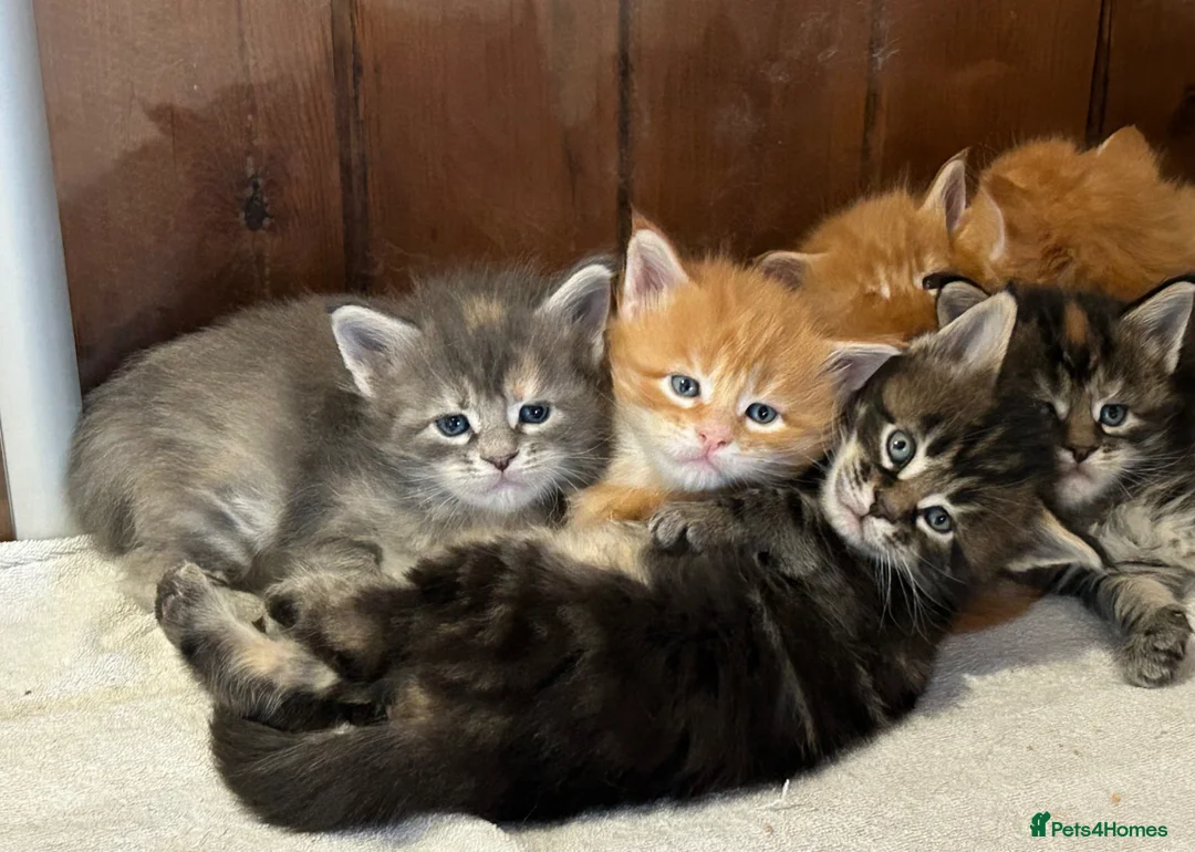 Maine Coon cats for sale: First kittens of GCCF Maine coon Champ for sale  - Advert 1