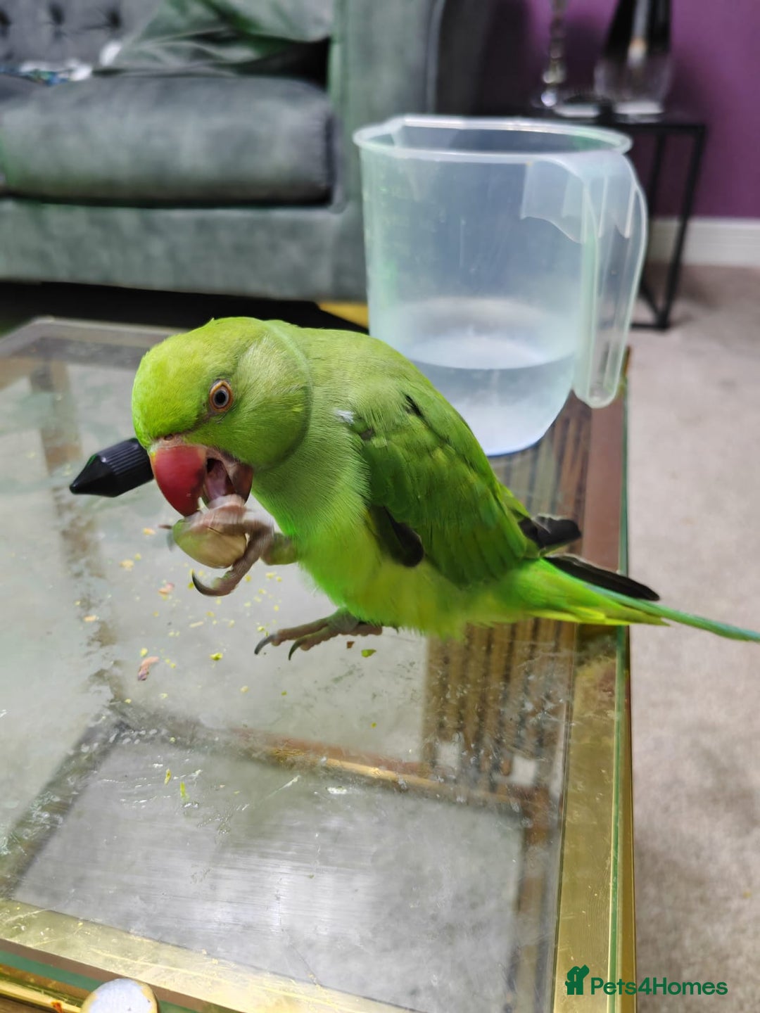 Parakeets birds for sale: Indian ringnecks babies with DNA  - Image 5