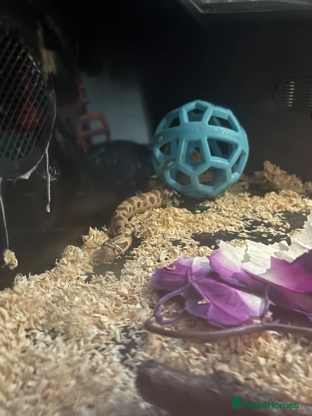 Snake reptiles for sale: Hognose snake  in Sutton - Advert 2