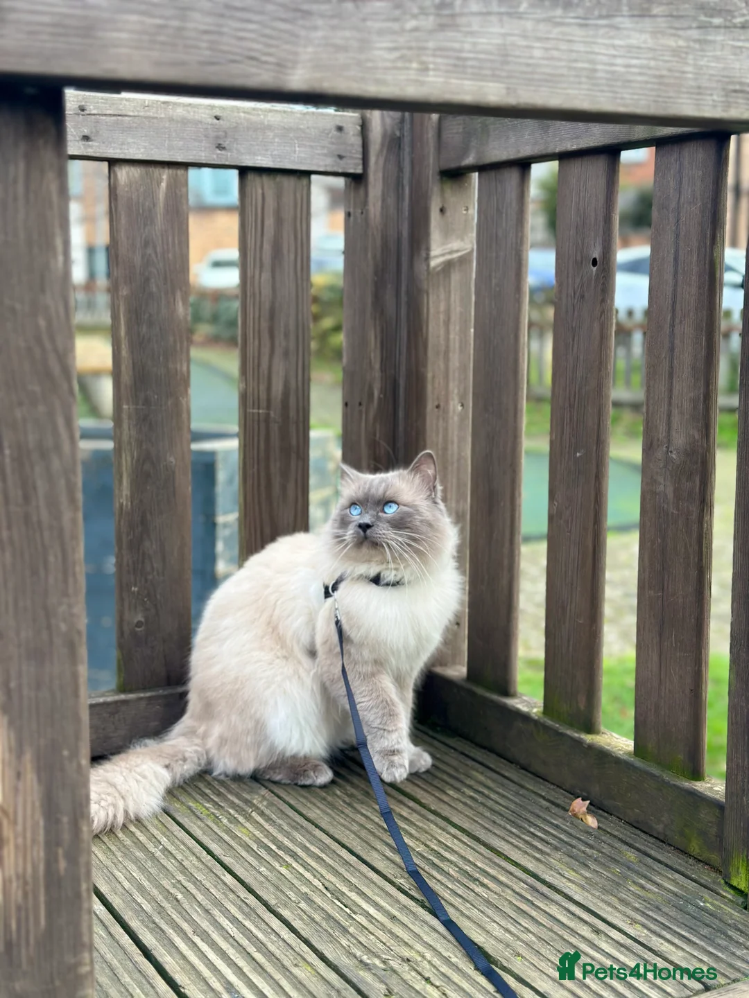 Ragdoll cats for stud: Blue  - Advert 2