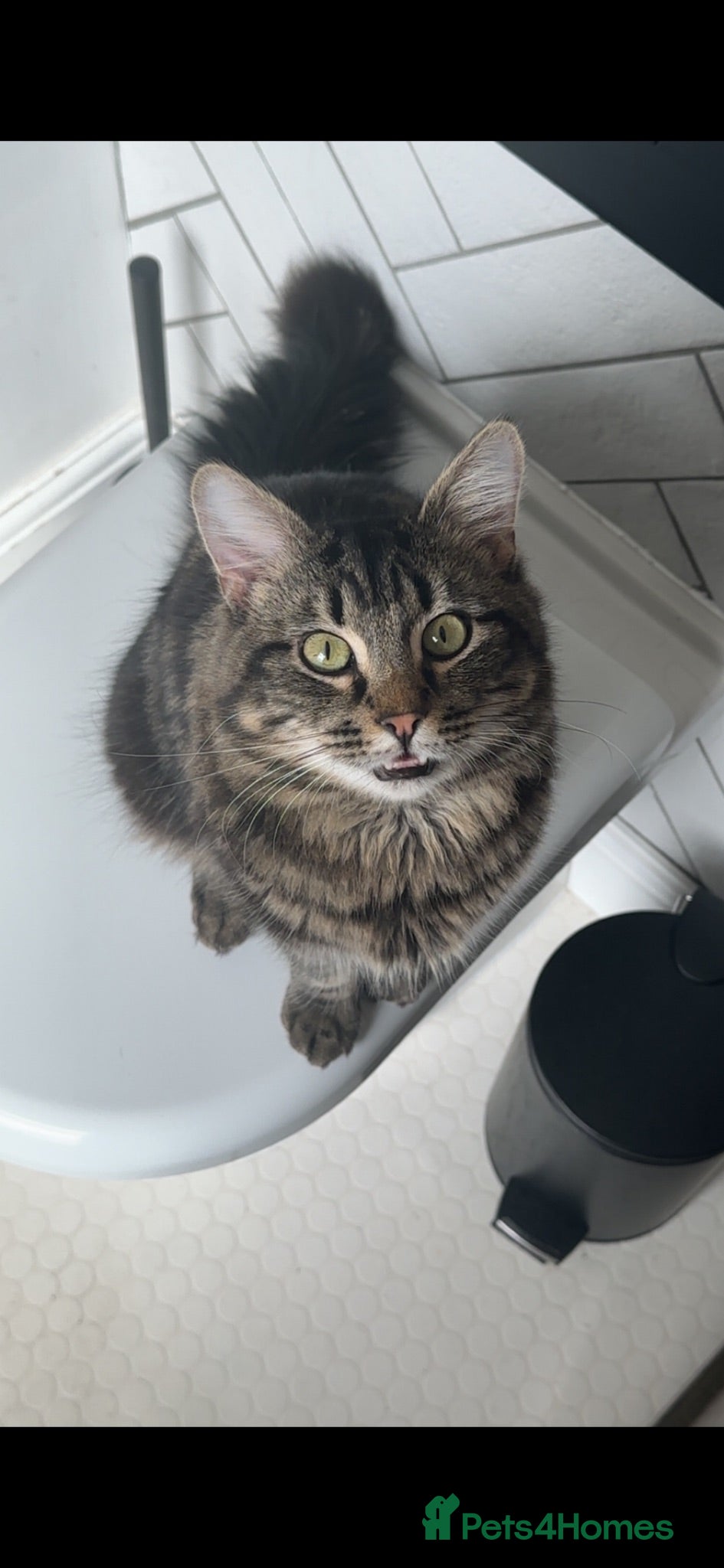Norwegian Forest Cat cats 1 year old Norwegian Forest cat/ tabby mix - Advert 1