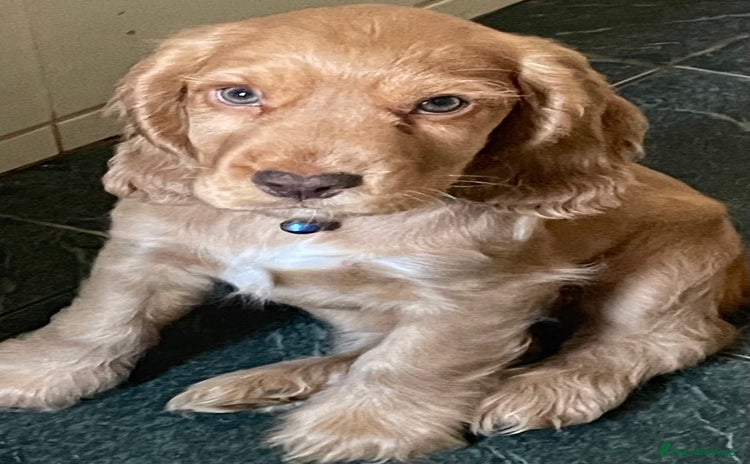 Cocker Spaniel dogs - Advert 1