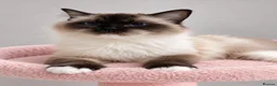 Ragdoll cats for sale: Stunning Seal Point/Mitted Ragdoll Female - Advert 7