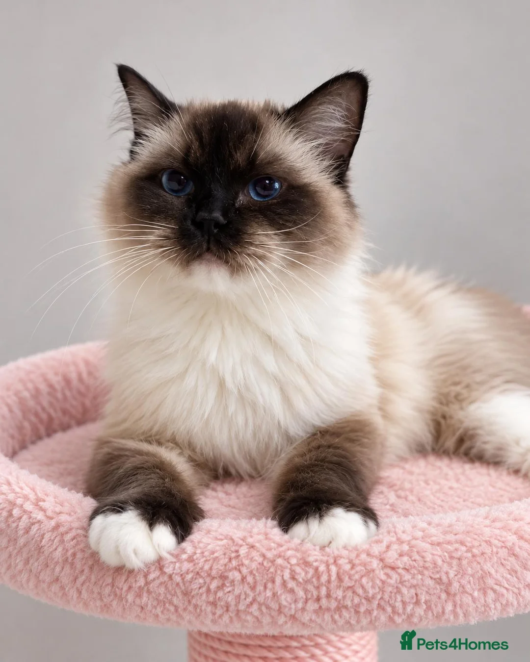 Ragdoll cats for sale: Stunning Seal Point/Mitted Ragdoll Female - Advert 7