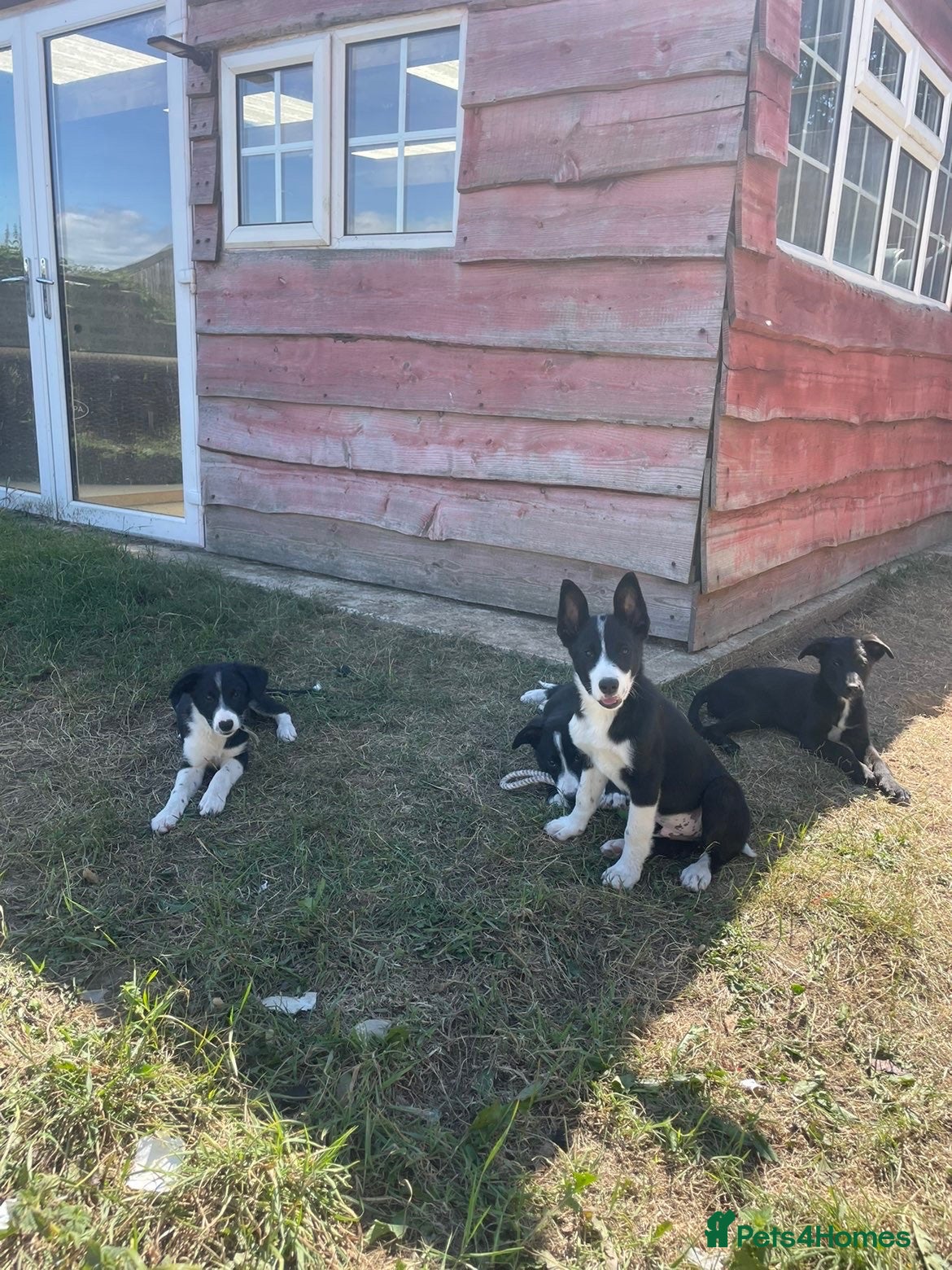 Mixed Breed dogs 5 males available from a litter of 12 - Advert 2
