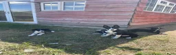 Mixed Breed dogs for sale: 5 males available from a litter of 12 in Haverfordwest - Advert 1
