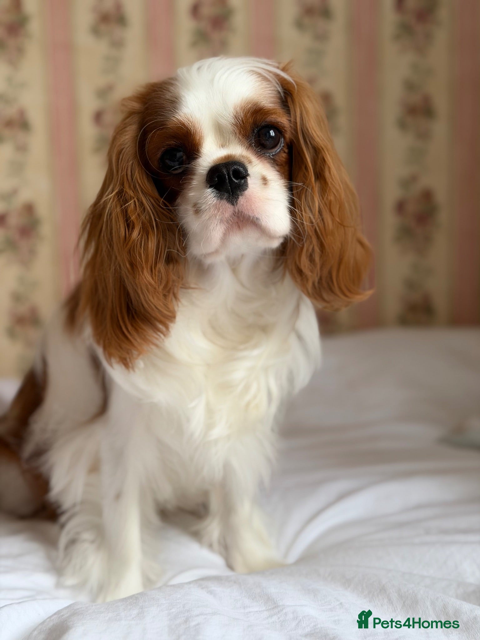 Cavalier King Charles Spaniel dogs FCI Pedigree Cavalier King Charles Spaniel Girl - Advert 8