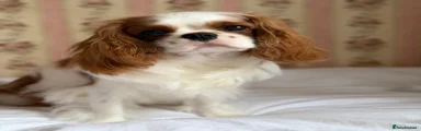 FCI Pedigree Cavalier King Charles Spaniel Girl