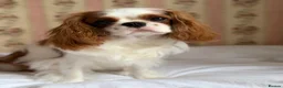 Cavalier King Charles Spaniel dogs for sale: FCI Pedigree Cavalier King Charles Spaniel Girl in Carlisle - Advert 1
