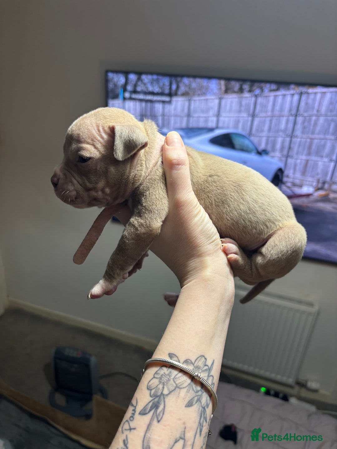 American Bully dogs for sale: Pocket Bully Puppies - Advert 28