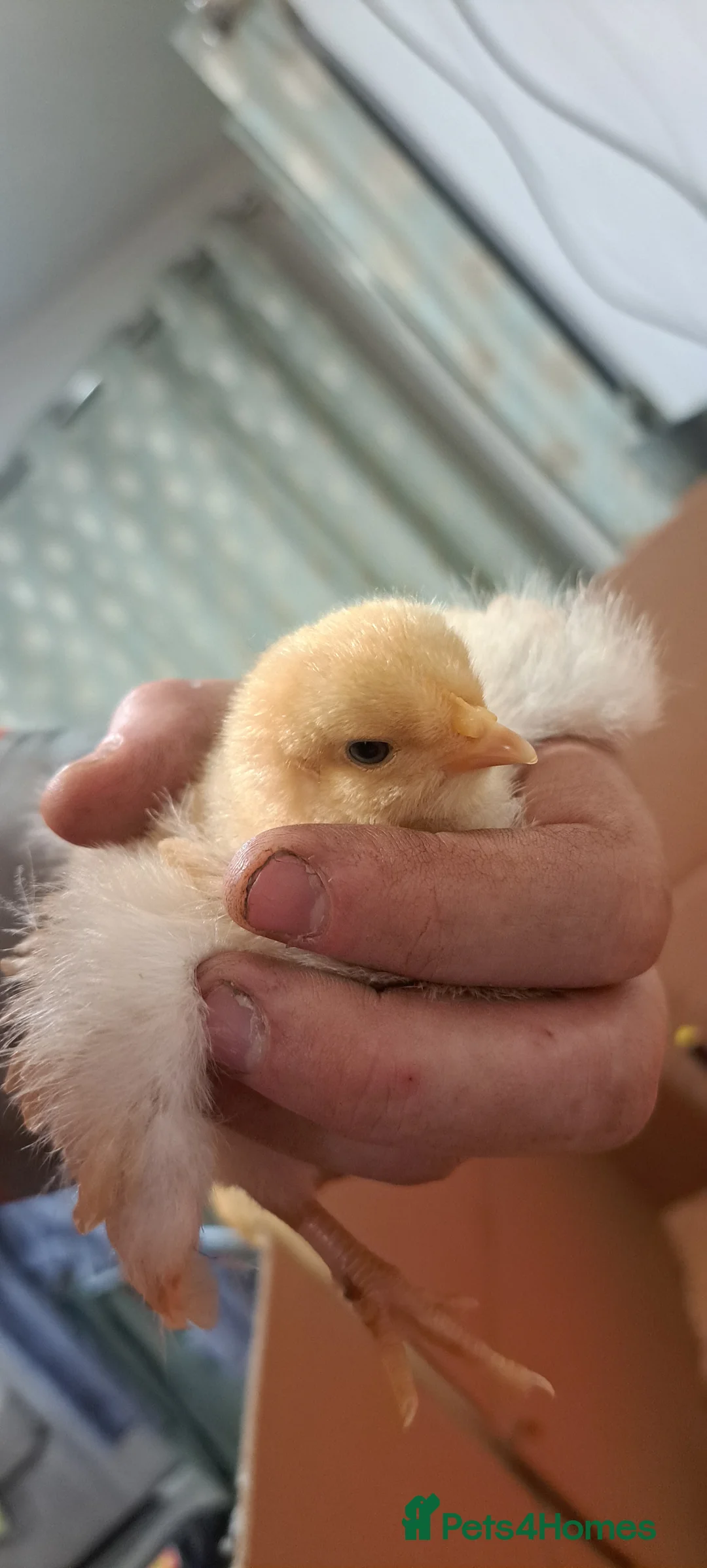 Chickens poultry for sale: Buff orpington chicks for sale  in Malton - Advert 2