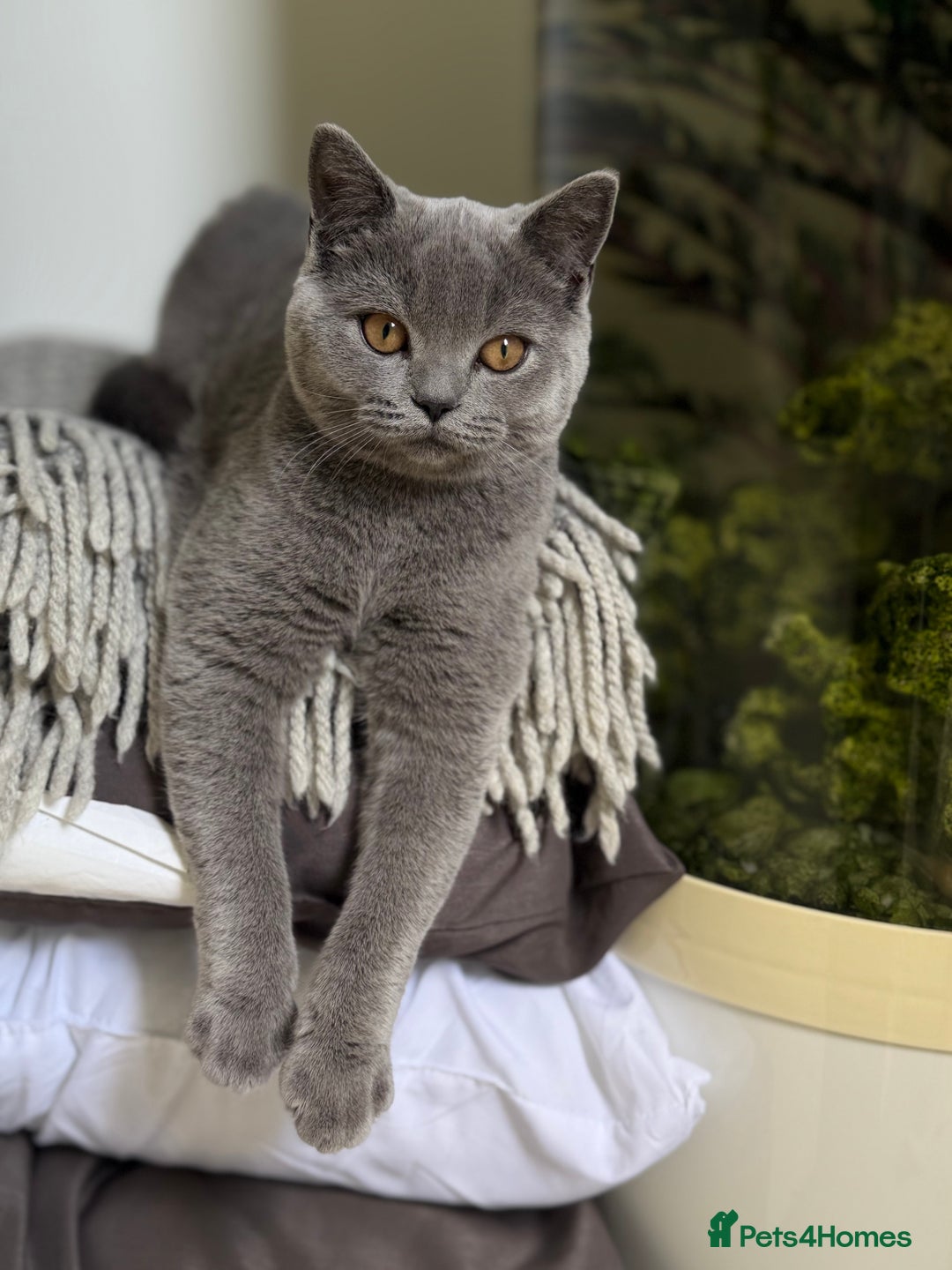 Scottish Fold cats for sale: Lovely Scottish straight girl - Image 9