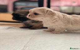 Shih Tzu dogs for sale: 2 Stunning Genuine Imperial ShihTzu's  - Image 8