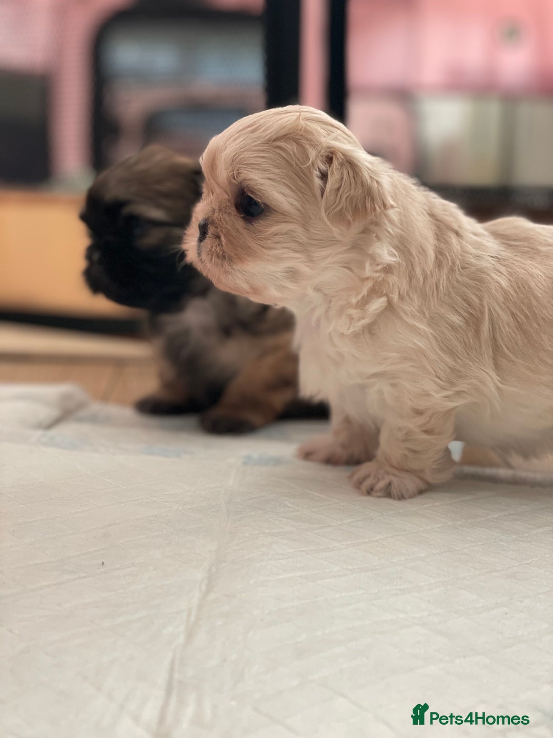 Shih Tzu dogs for sale: 2 Stunning Genuine Imperial ShihTzu's  - Image 8