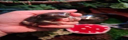 Frog reptiles for sale: 2 male tree frogs with complete set up in Glossop - Advert 4