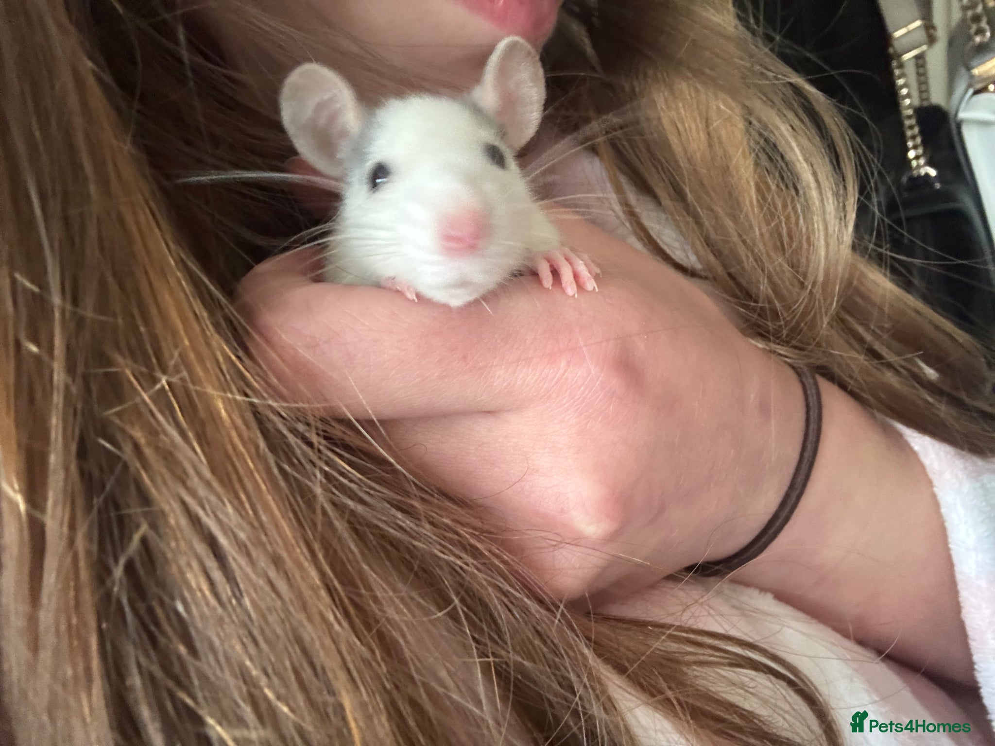 Rat rodents for sale: 3 female baby rats in Plymouth - Advert 3