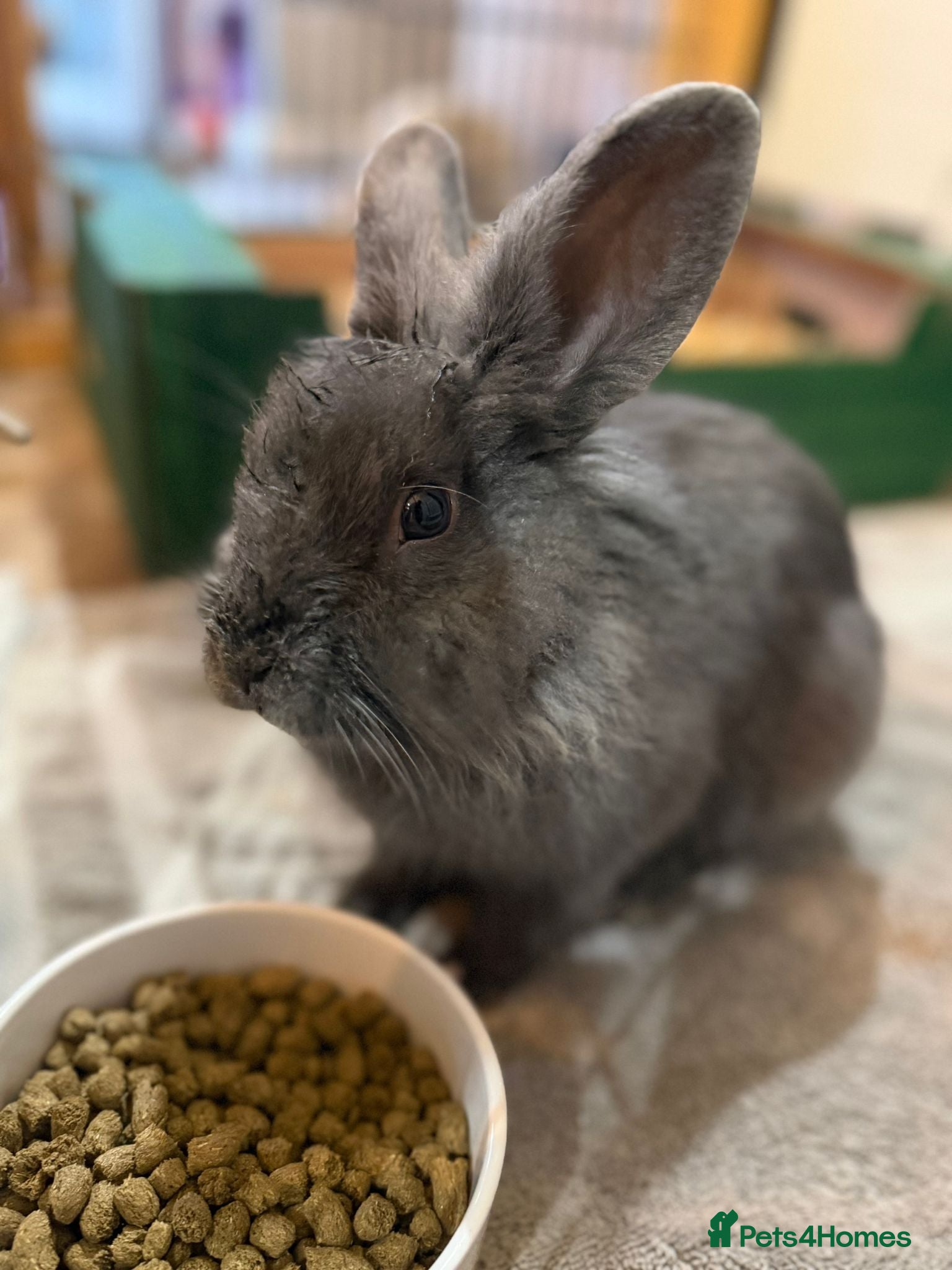Mixed Breed rabbits Beautiful Blue Grey Rabbit Buck - Advert 1