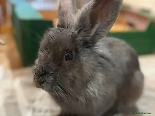 Mixed Breed rabbits Beautiful Blue Grey Rabbit Buck - Advert 2