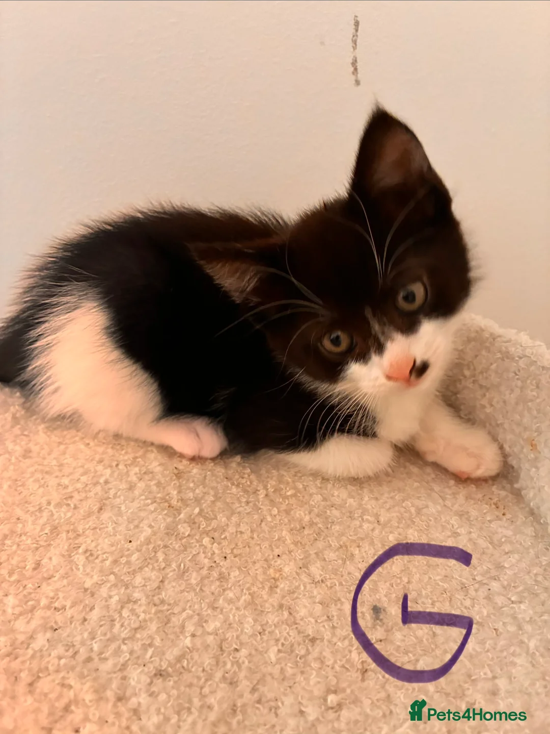 Mixed Breed cats for sale:  **   in Swindon - Advert 2