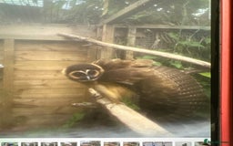 Mixed Breed birds for sale: Asian brown wood owls - Image 1