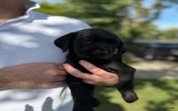 Labrador Retriever dogs for sale: KC Registered Black Labrador Pups 🐾 - Image 34