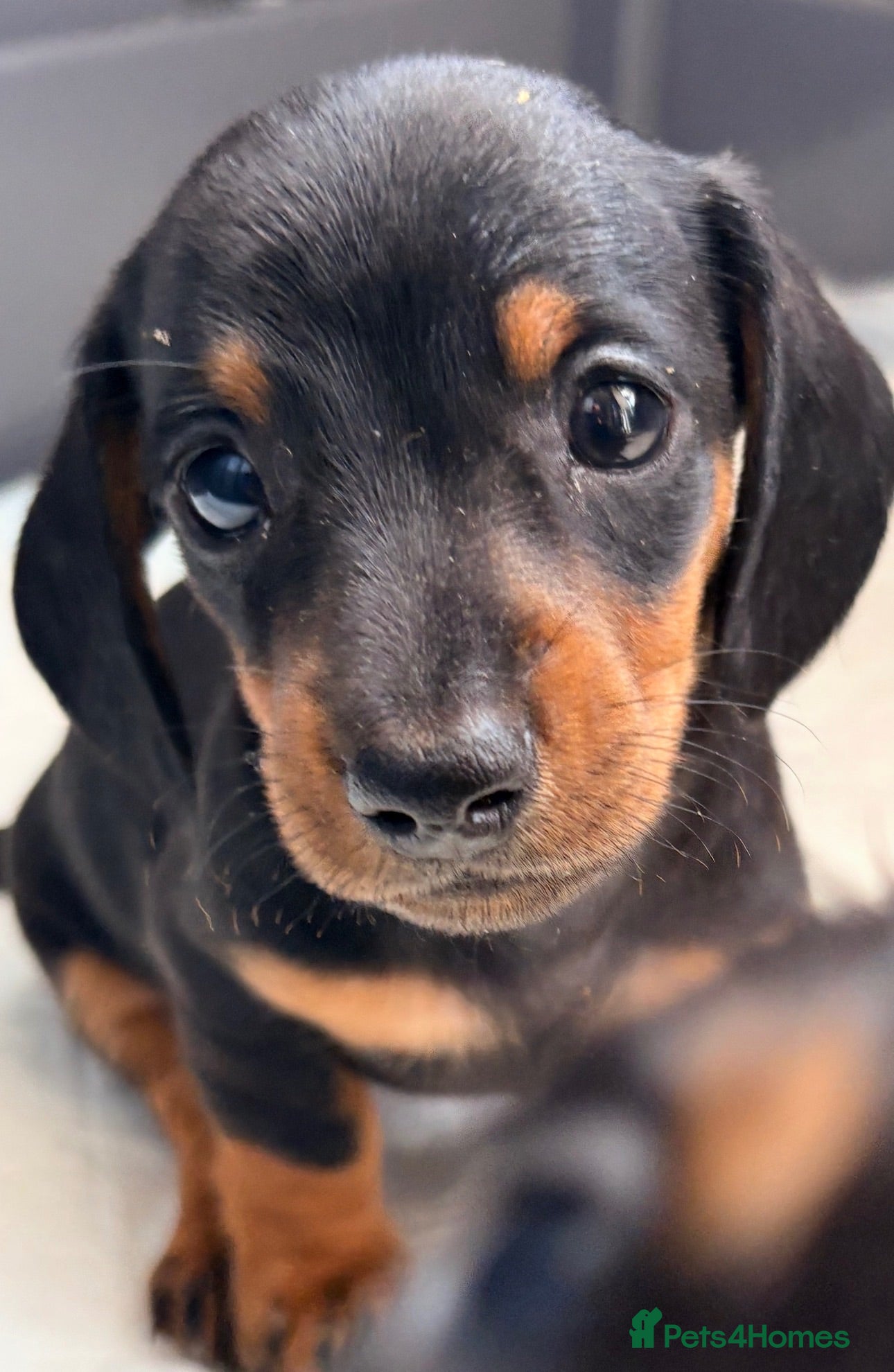 Miniature Dachshund dogs True beautiful tiny mini dachshunds puppies - Advert 3