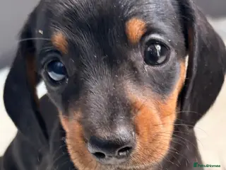 Miniature Dachshund dogs True beautiful tiny mini dachshunds puppies - Advert 3