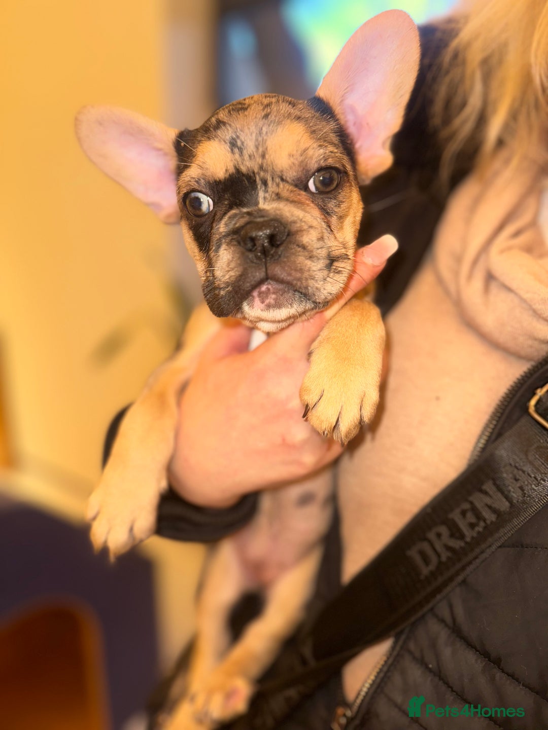French Bulldog dogs for sale: French bulldog puppies fluffy carriers  - Image 2
