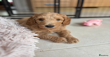 Goldendoodle dogs - Advert 3