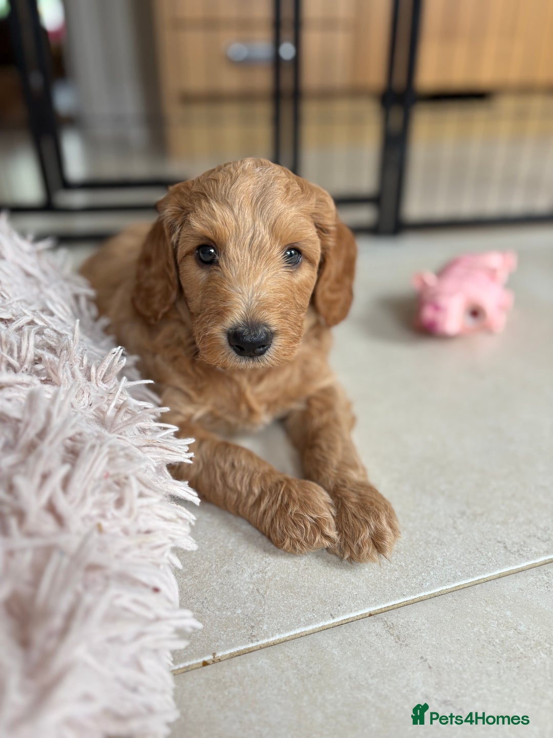 Goldendoodle dogs for sale: Stunning Health Tested F2B Mini Goldendoodles - Image 8