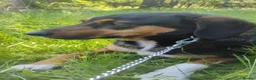 Mixed Breed dogs for adoption: Roma, 3-4 yrs. Available for adoption. - Advert 3