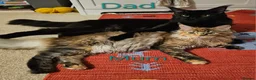 Maine Coon cats for sale: 🐈 Gorgeous Maine Coon Kittens Ready for new homes - Advert 9