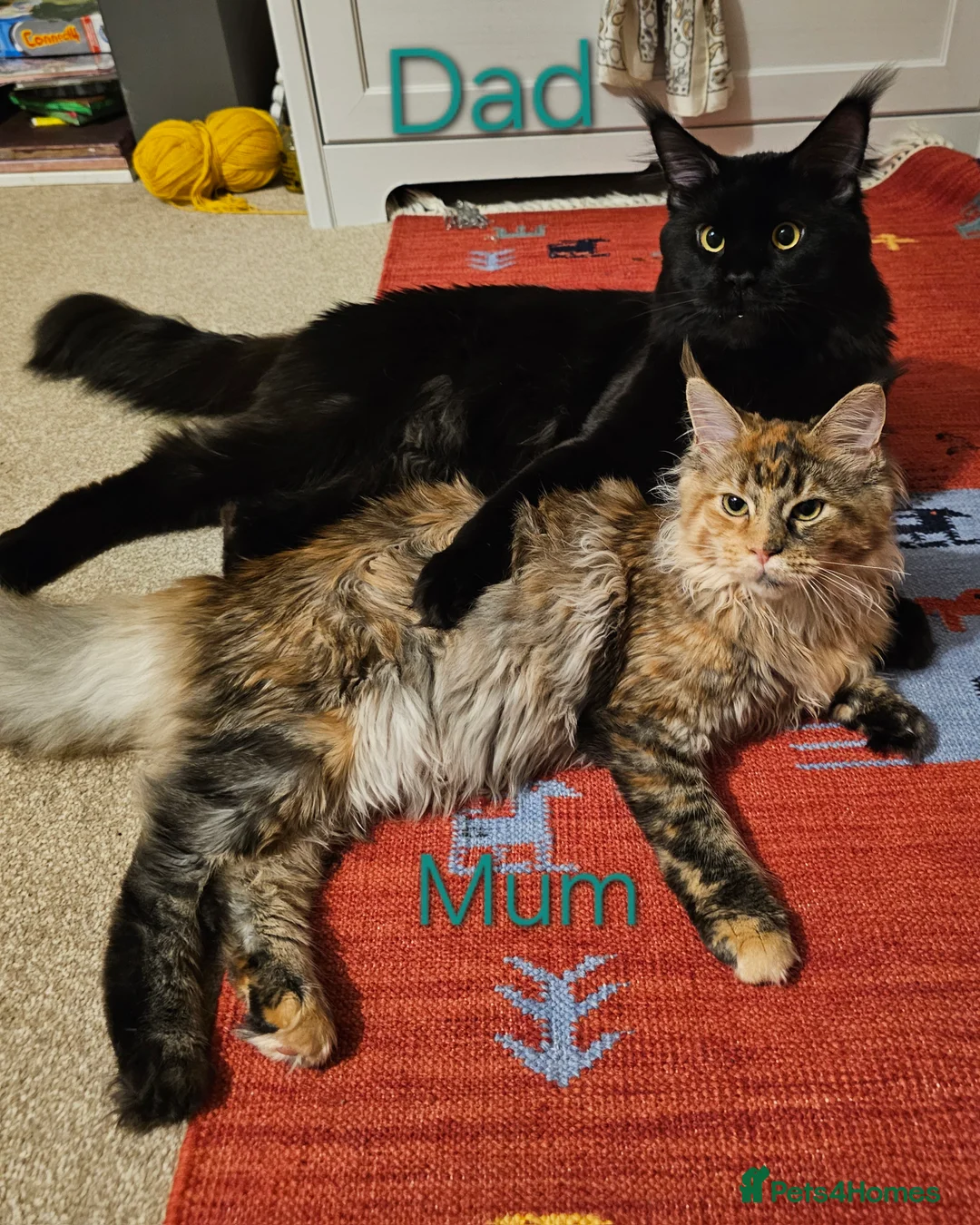 Maine Coon cats for sale: 🐈 Gorgeous Maine Coon Kittens Ready for new homes - Advert 9